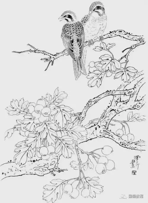 白描果蔬很实用的白描绘画