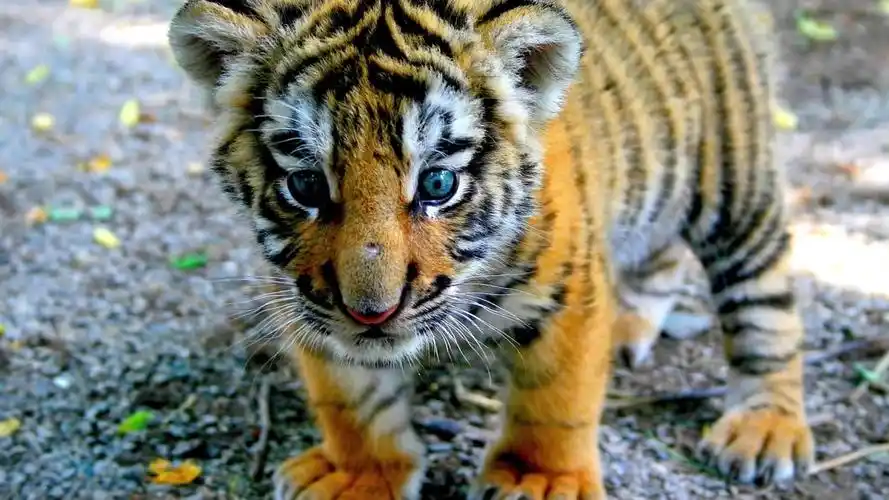 世界上10种最可爱和最甜蜜的动物-甜美的动物图片_动物宝贝可爱和甜蜜