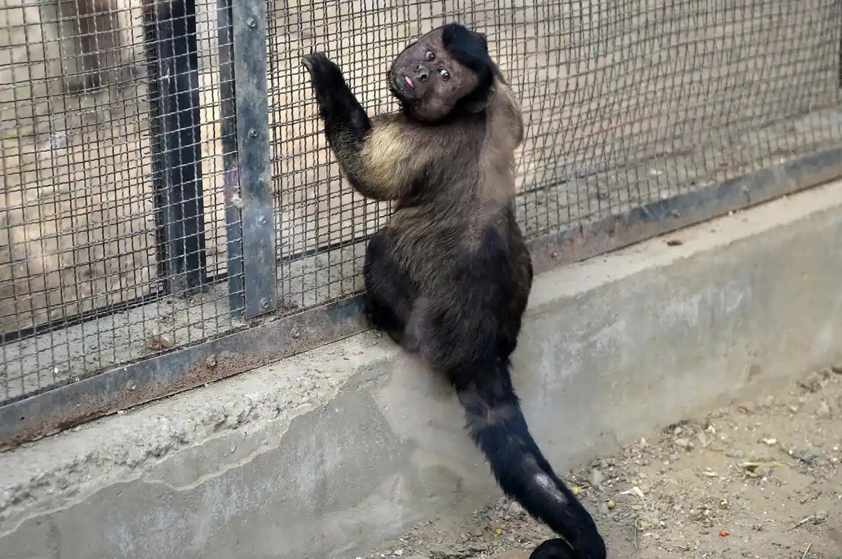 天津:黑帽悬猴成"网红"