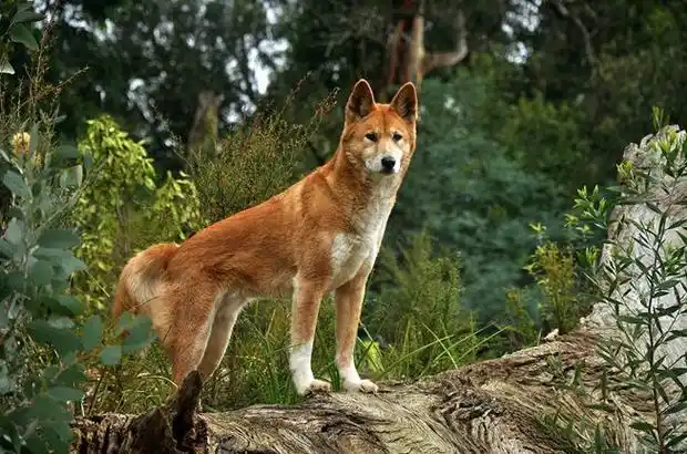 canis familiaris australasiae