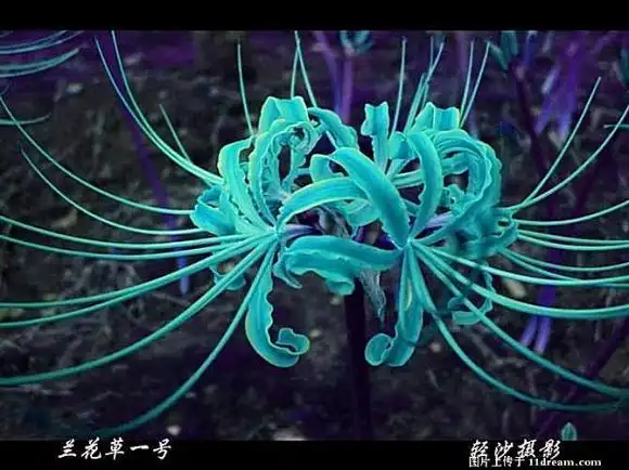 原来真正的曼珠沙华是这样的~ 【地狱之花,彼岸的爱恋】(组图)