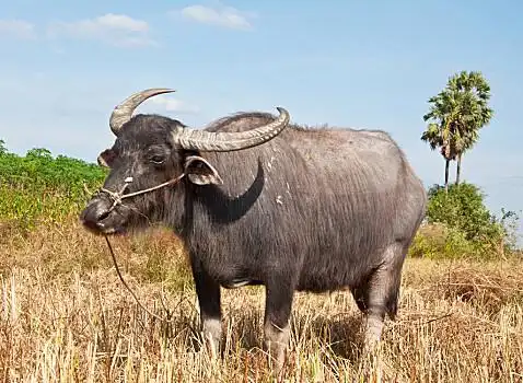 亚洲,水牛,泰国