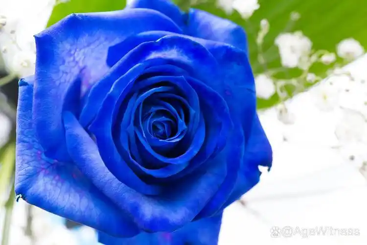 它以其独特的蓝色花朵而闻名,给人们一种神秘而浪漫的感觉.