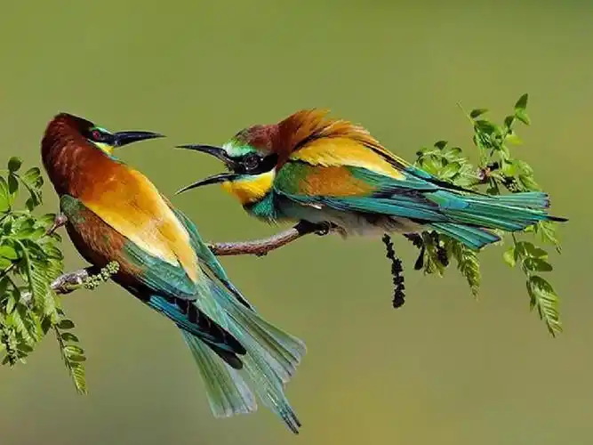 美丽风景_图片_花鸟草木_大自然_山水_春夏秋冬_背景素材大全_相册ppt