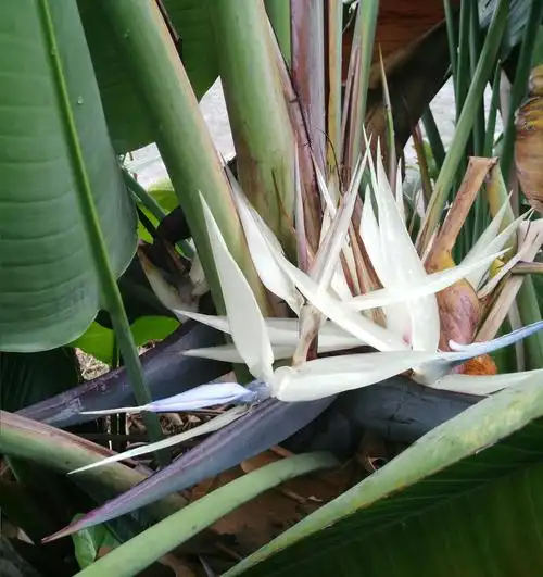 园艺如何辨别真假鹤望兰