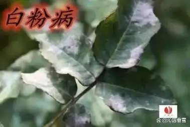 缩叶病,炭疽病,褐斑穿孔病,流胶病,涝害,药害以及红蜘蛛,梅毛虫等虫害