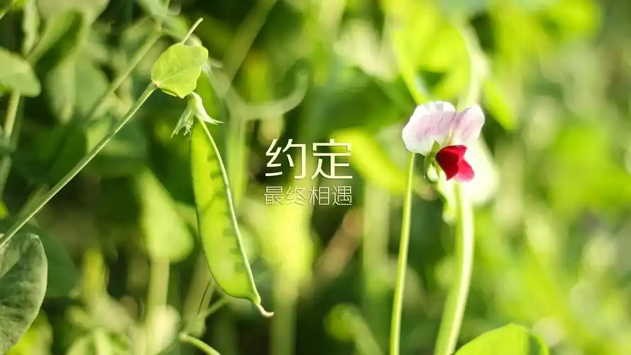 励志文字文字控壁纸