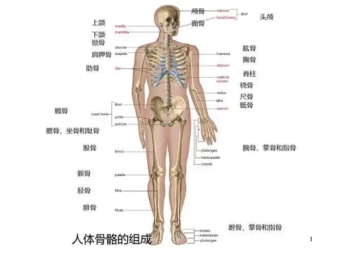 人体解剖生理学实验——骨骼系统ppt课件