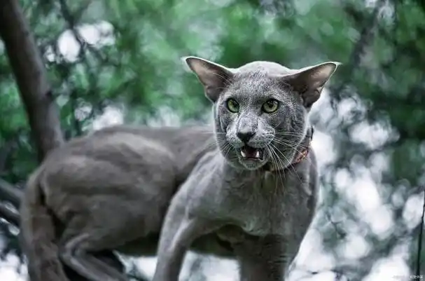 宠物猫系列之科拉特猫