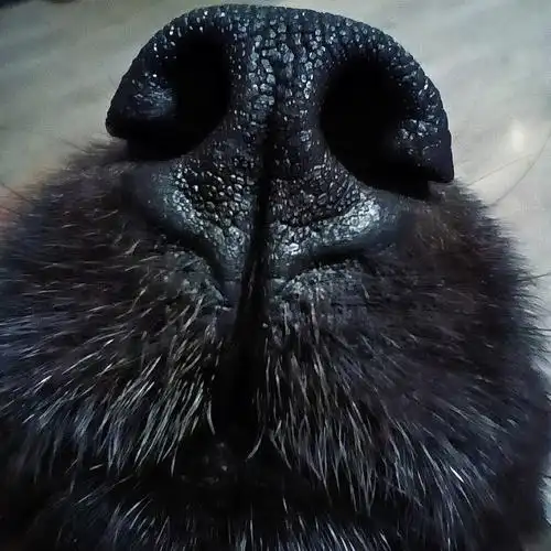 大鼻孔狗的日常