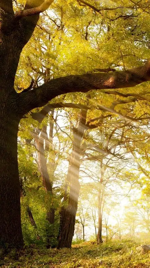 优美迷人的树林风景