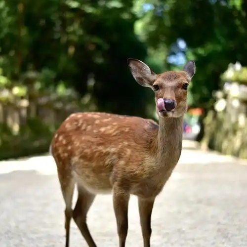 重庆旅游# 不用出国去日本,在重庆就可以见到可爱的梅花鹿,妥妥地
