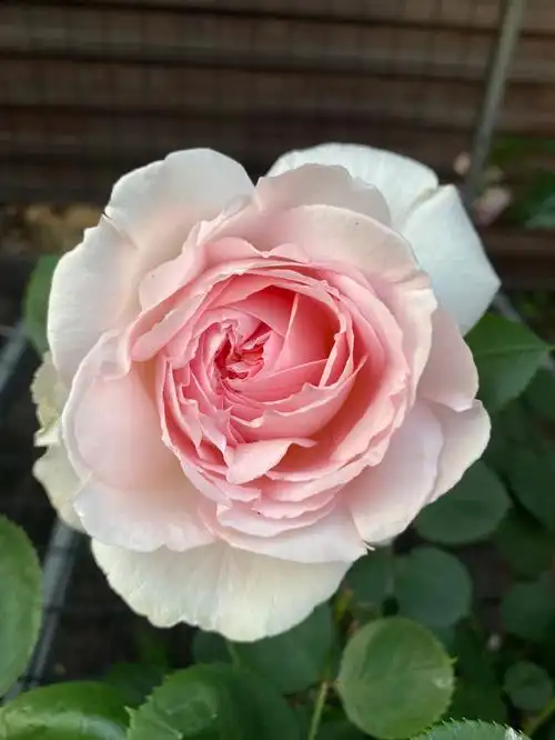 当年只开了小小一朵,没想到今年像施了魔法一般,爱了#我的月季花图六