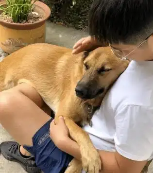 "我被家暴了,不是老公,是家里的狗!