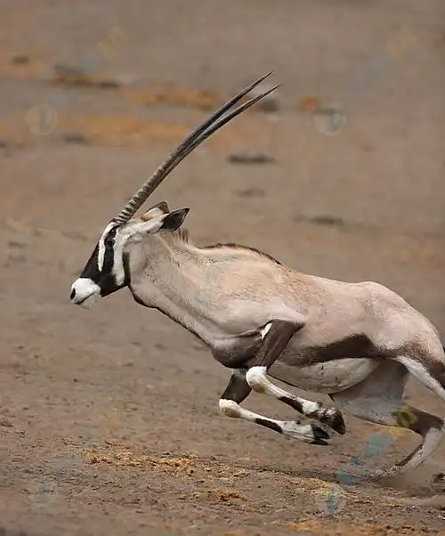 奔跑可爱羚羊高清图片下载