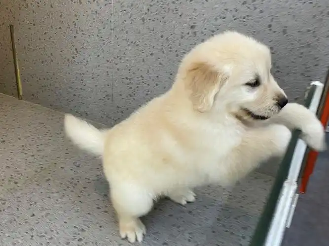 小尾巴超级灵活运动型女孩每天会留部分时间出去遛狗 想养金毛很久了