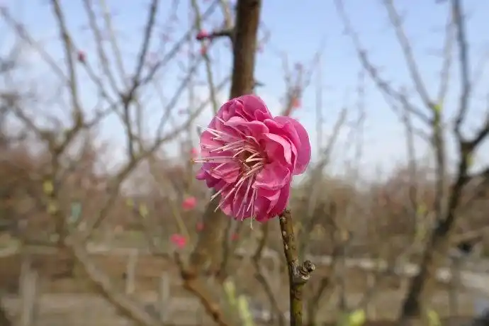 蔷薇科婆裟多姿的梅花舞朱砂