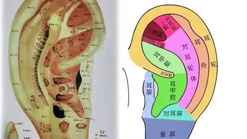 简 介:2222上传者:波波时 间:2019-02-26恩师黄丽春-耳穴的诊断与治疗