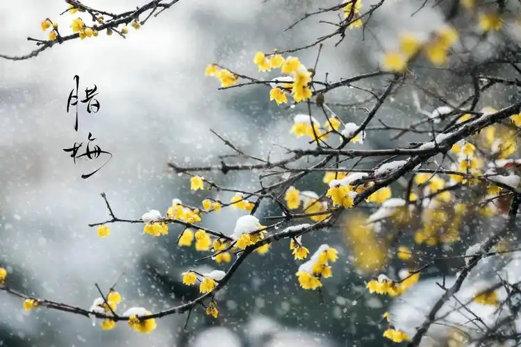 梅花欢喜漫天雪