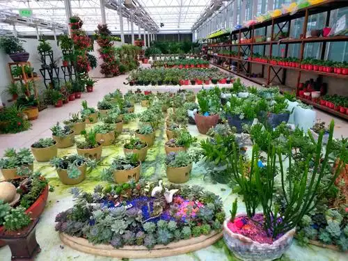 2019北郎中花卉首届跨年大型花展唯美!惊艳!震撼!