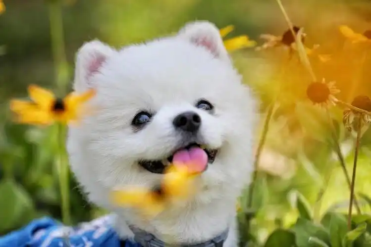 宠物狗壁纸推荐大全可爱_宠物狗壁纸推荐大全可爱图片