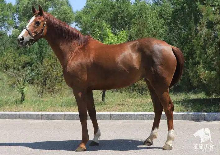 聊一聊10月28日上架的20匹优选好马