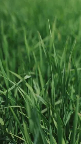 清新养眼的绿色小草,高清图片,手机壁纸