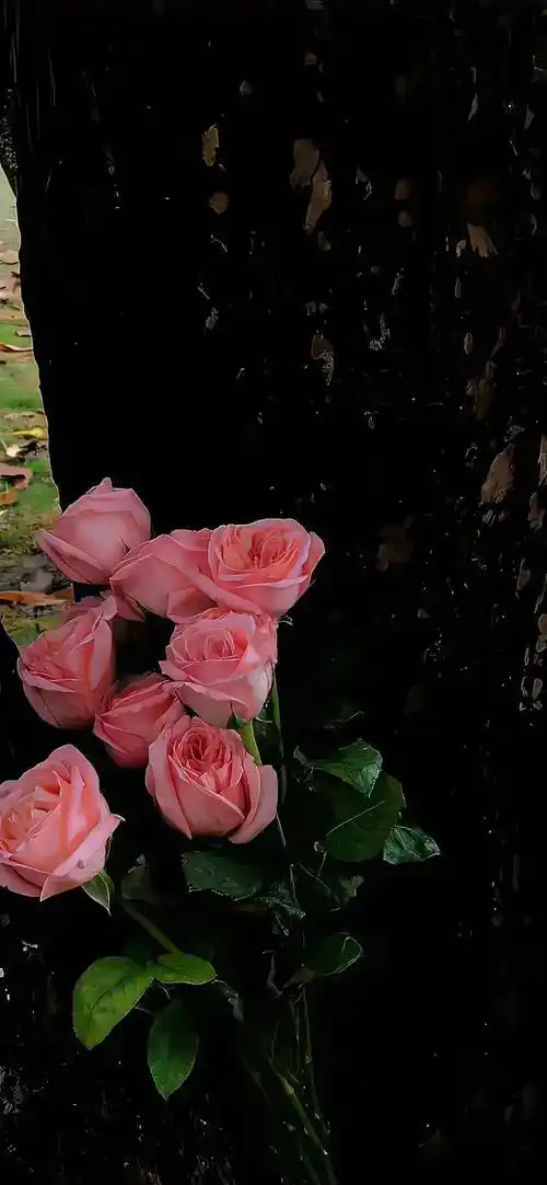 壁纸| 8k全新全屏壁纸