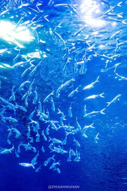 38躲进海底世界武汉伢秒被治愈