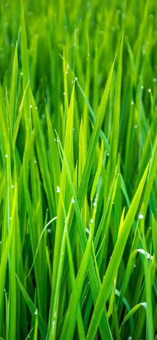 高清壁纸夏日炎炎降温壁纸