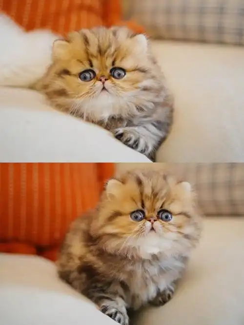 这才是甜美金吉拉小猫该有的样子09