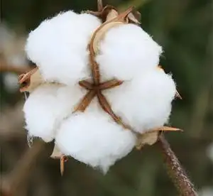 婴幼儿衣物棉衣棉被填充物棉花山东棉絮长绒棉胎褥子散装皮棉被芯