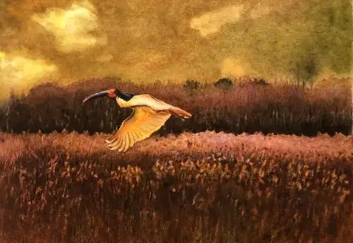 《天堂鸟》54x39cm 水彩  郜玉仓