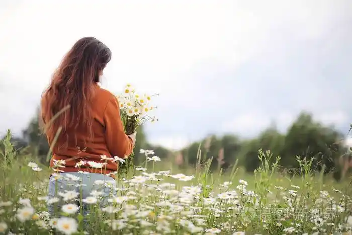 美丽的女孩收集雏菊在夏天领域