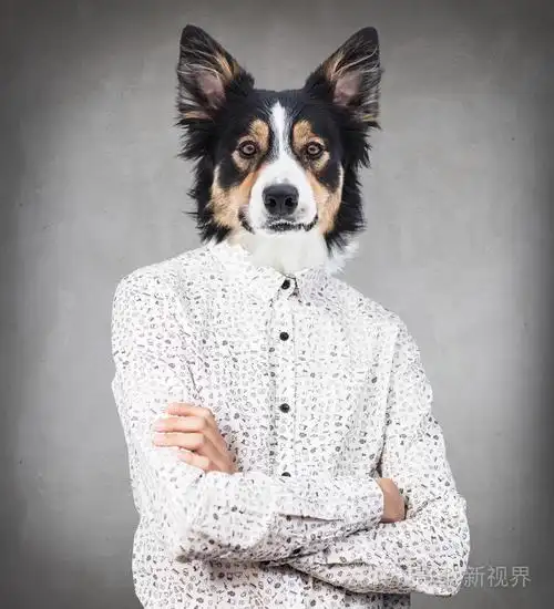 商人人与狗的头