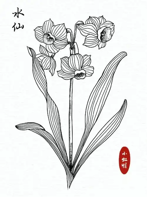 一个绘画过程水仙