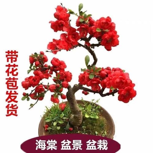【长寿冠海棠老桩】红色重瓣庭院阳台盆景冬季花卉耐成活四季海棠【15