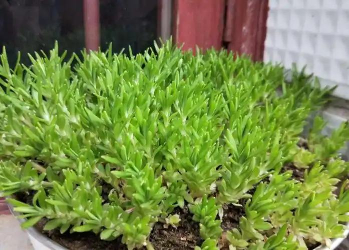 皮肤止痒最好的草药