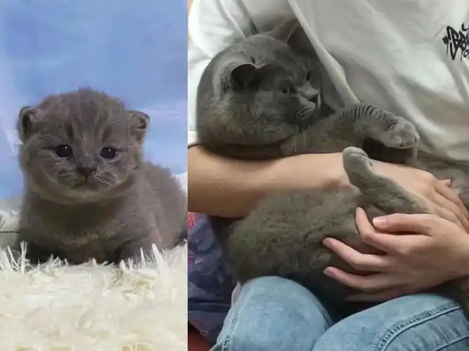 三兄弟成年新家返图00有些猪咪养着养着就长大了#长沙猫咪  #英短