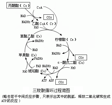 【引用】1mol葡萄糖经有氧呼吸能产生多少molatp?