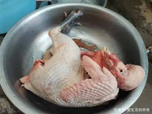 拔鸡毛如此简单学会一招拔得又快又干净