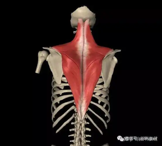 办公室必备良方斜方肌拉伸