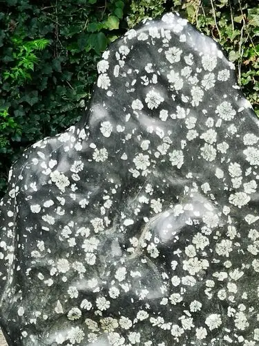 洛阳天然牡丹石