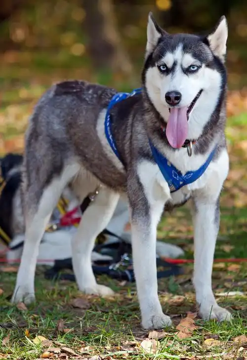 西伯利亚哈士奇照片-正版商用图片01vnu8-摄图新视界