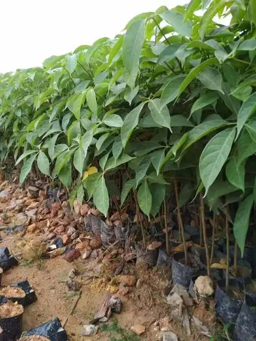 木棉花树苗木棉花苗英雄苗红木棉盆栽地栽庭院别墅道路绿化树90100cm