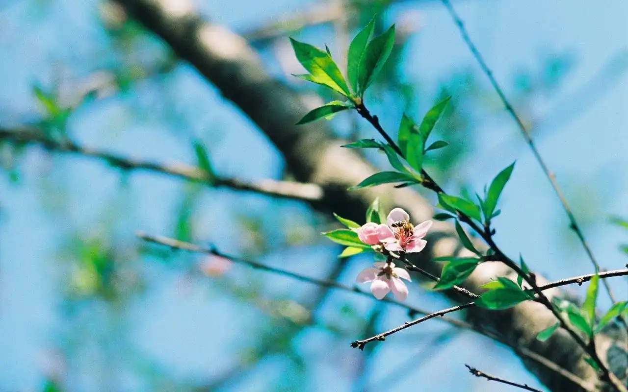 春天的小花小清新唯美高清壁纸