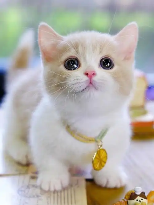 康矮脚猫精品完美乳白曼基康矮脚弟弟正八满背贴地矮小奶黄包包好萌萌