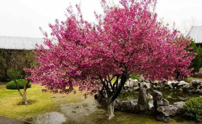 庭院的朋友都喜欢栽种一些花草树木,一来可做装饰,二来还有吉利的寓意