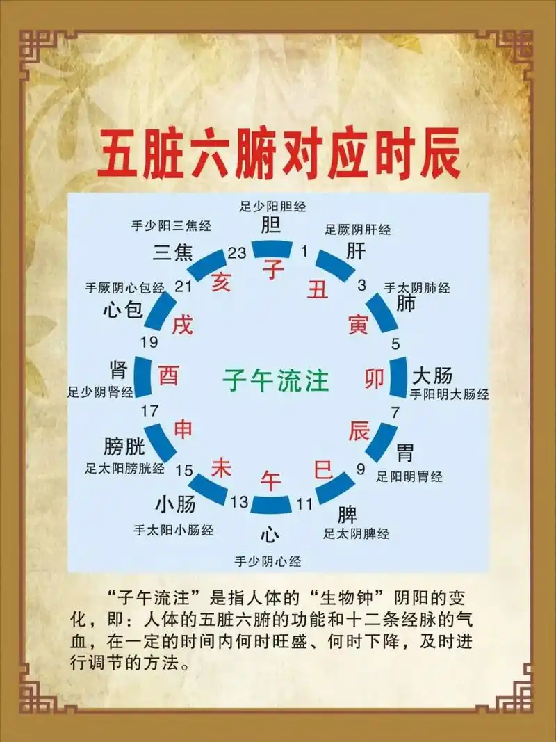 十二时辰与内脏的关系 1.卯时(5～7点),大肠经旺,有利于排泄. 2.