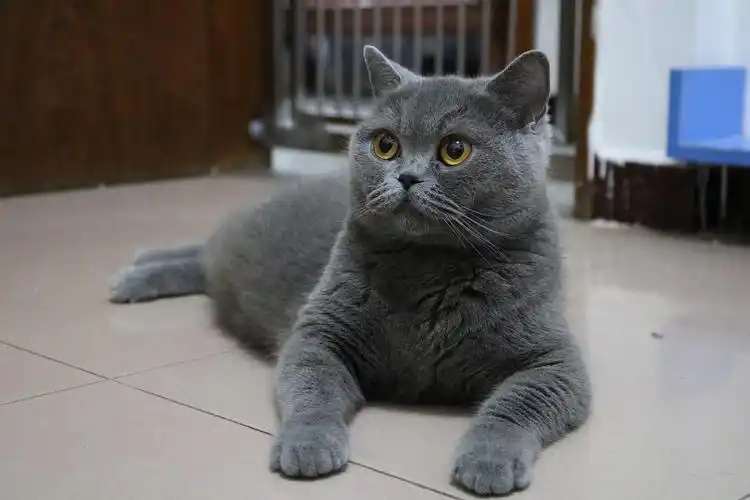 英短蓝猫成年母猫有偿领养